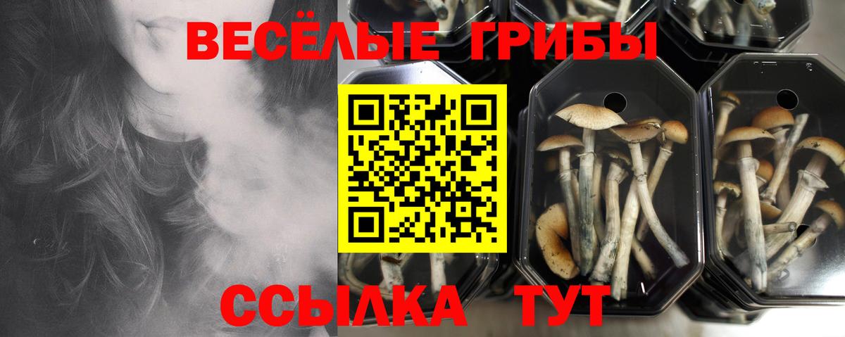 Галлюциногенные грибы Psilocybe Егорьевск